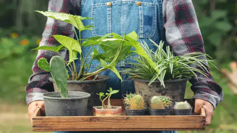 www.savingtheplants .com